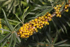 Hippophae rhamnoides