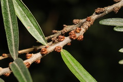 Hippophae rhamnoides