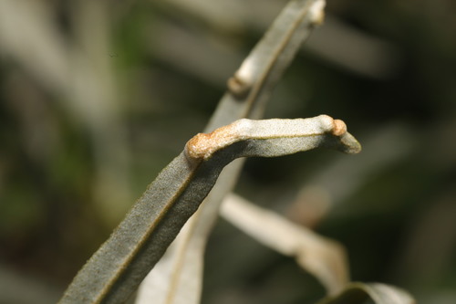 Aceria hippophaena