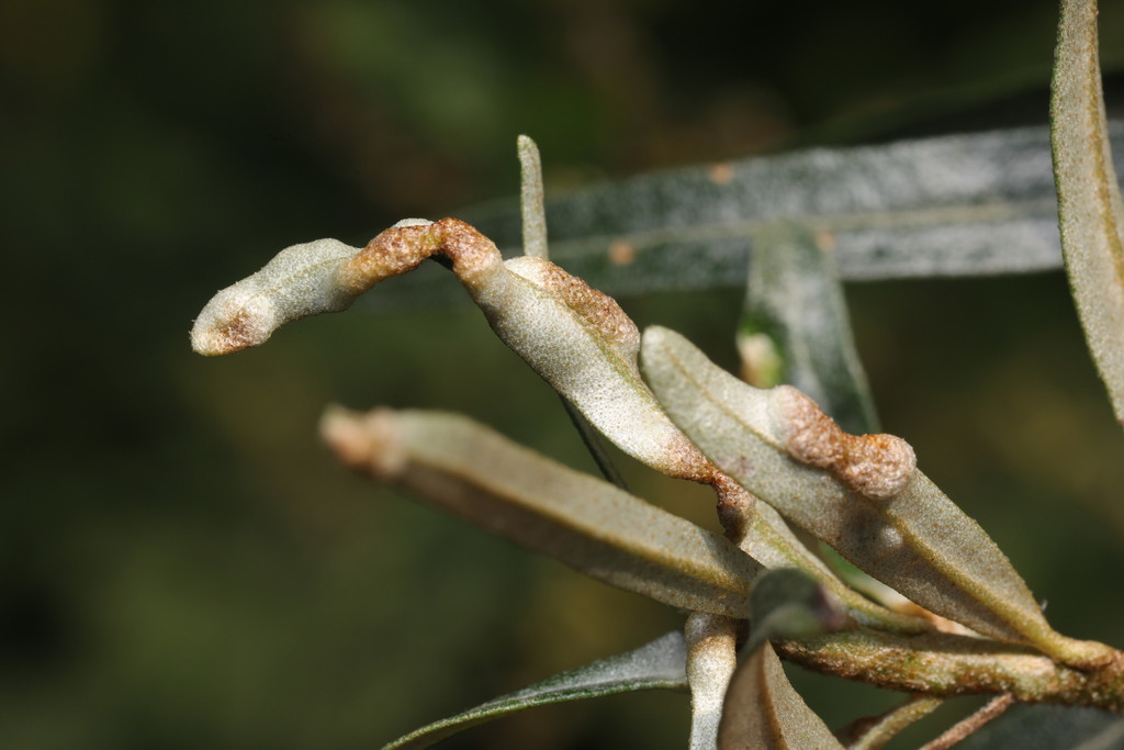 Aceria hippophaena