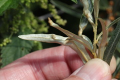 Aceria hippophaena