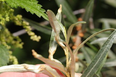 Aceria hippophaena