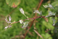 Podosphaera clandestina