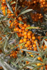 Hippophae rhamnoides