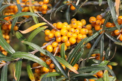 Hippophae rhamnoides