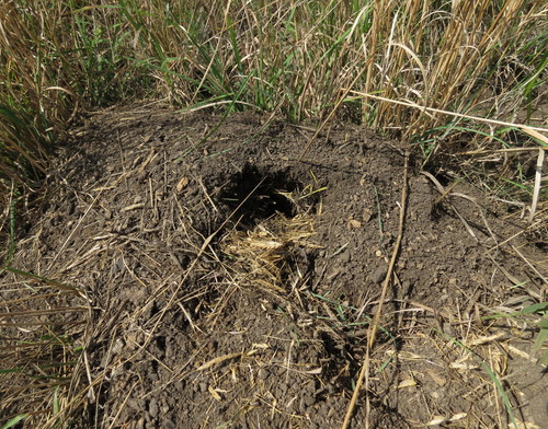 Mound-building Mouse