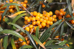 Hippophae rhamnoides