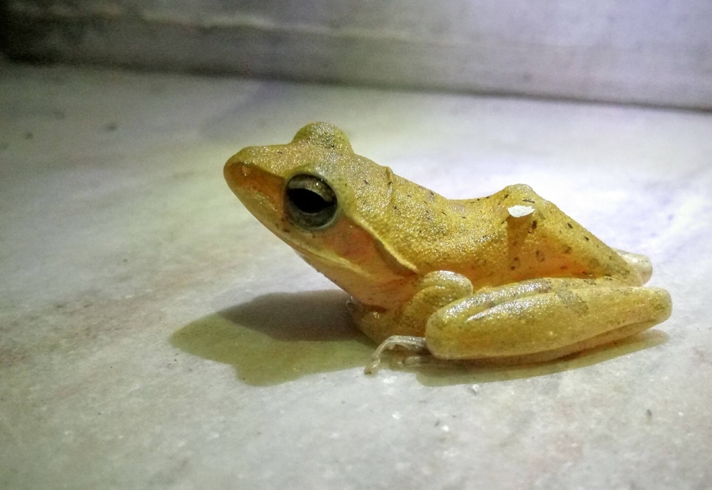 Chunam Tree Frog from Kattankulathur, Tamil Nadu 603203, India on March ...