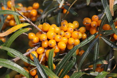 Hippophae rhamnoides