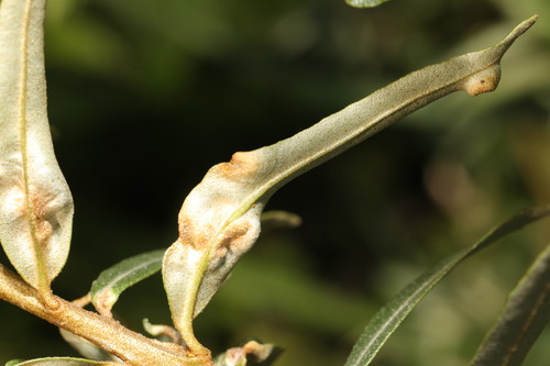 Aceria hippophaena