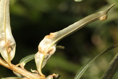 Aceria hippophaena