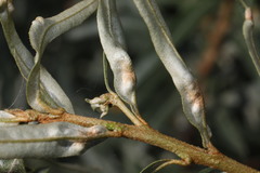 Aceria hippophaena