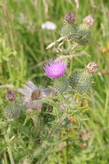 Cirsium vulgare