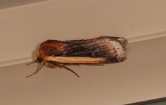 Abagrotis bimarginalis