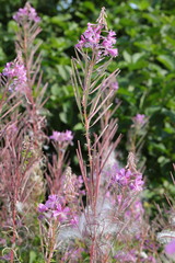 Chamaenerion angustifolium