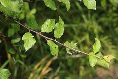 Prunus spinosa