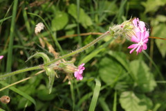 Silene dioica
