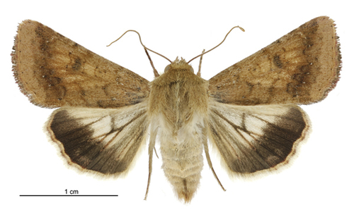 Cotton Bollworm Moth