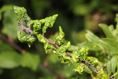 Brachycaudus helichrysi