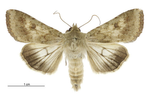 Cotton Bollworm Moth