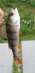 Perca fluviatilis