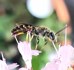 Lasioglossum