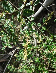Pomaderris racemosa