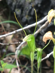 Pterostylis pyramidalis