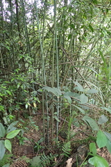 Phyllostachys makinoi