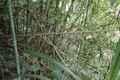 Phyllostachys makinoi