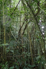 Phyllostachys makinoi