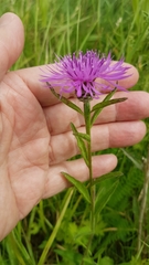 Centaurea