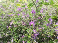 Vicia sativa nigra