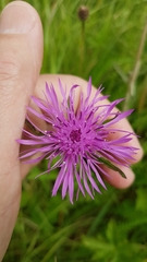 Centaurea