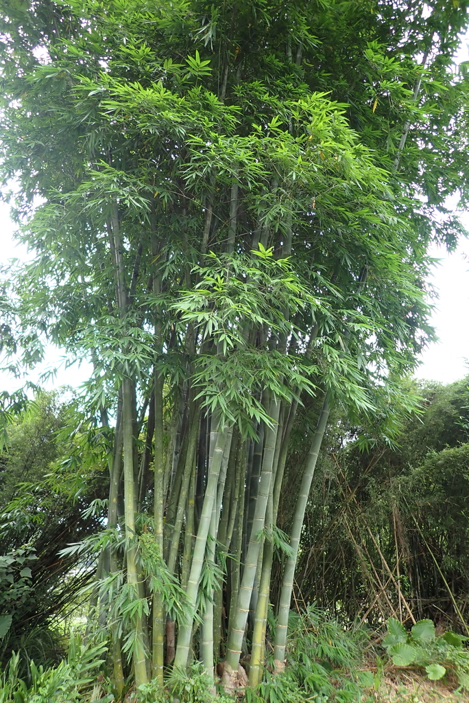 sweet bamboo