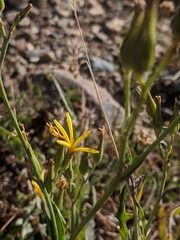 Crepis pleurocarpa