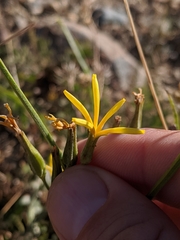 Crepis pleurocarpa