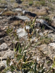 Crepis pleurocarpa