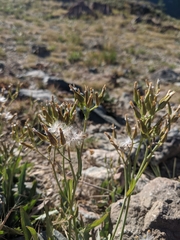 Crepis pleurocarpa