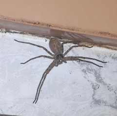 Arachnida