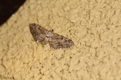 Eupithecia lafontaineata