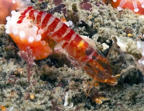 Alpheopsis equidactylus