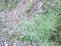 Rumex hastatus