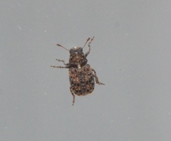 Dissoleucas niveirostris