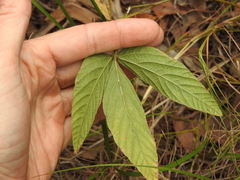 Flemingia parviflora