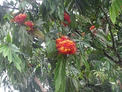 Saraca asoca