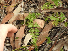 Cheilanthes sieberi sieberi