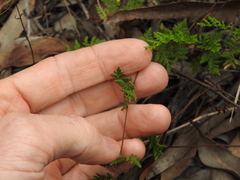 Cheilanthes sieberi sieberi