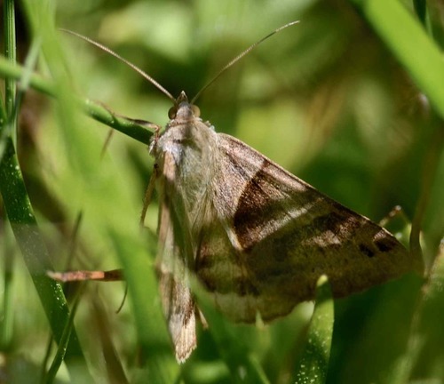 iNaturalist observation photo of Forage Looper Moth