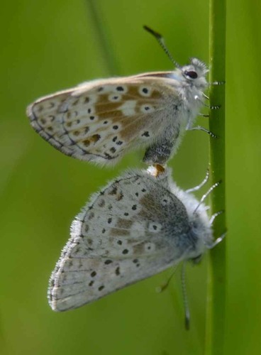 iNaturalist observation photo of Sierra Blue